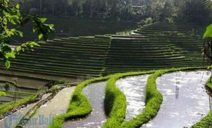 Bali Bukan Hanya Pantai, Nikmati Hamparan Sawah di Tabanan